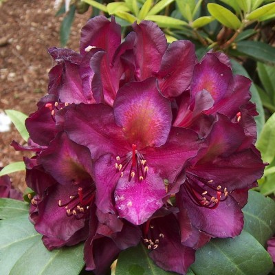  Rhododendron
